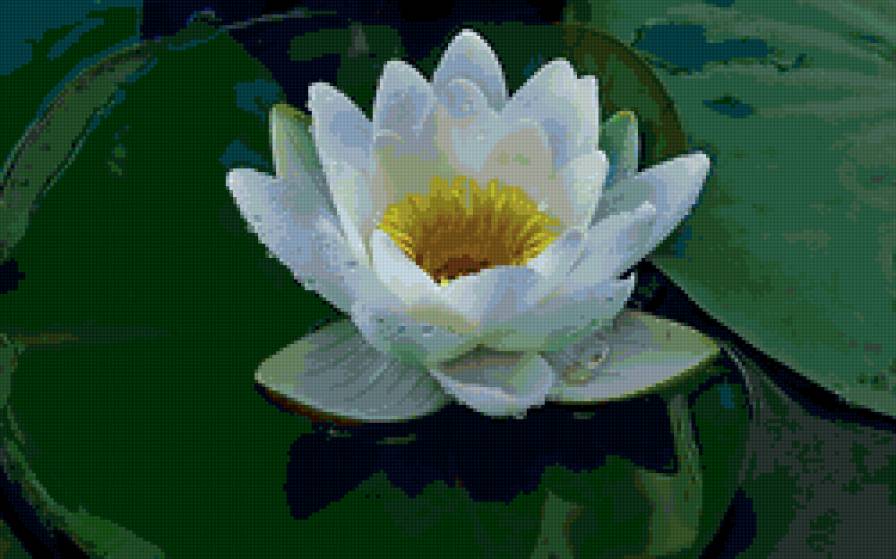 Лотос белый - цветы, вода, кувшинки, водяные лилии - предпросмотр