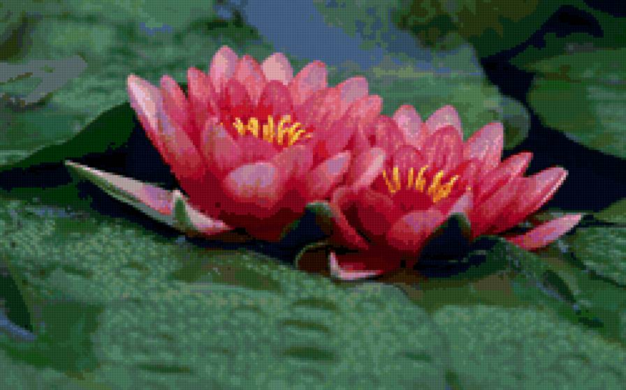 Лотос розовый - вода, кувшинки, водяные лилии, цветы - предпросмотр