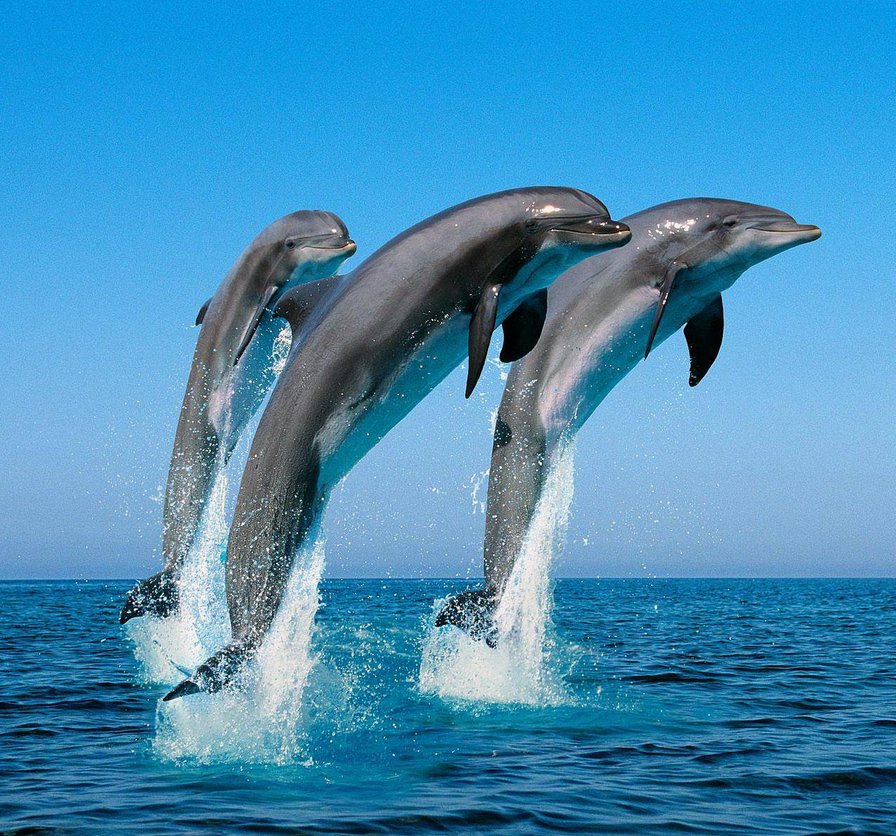 №159667 - океан, дельфины, мадагаскар, море - оригинал