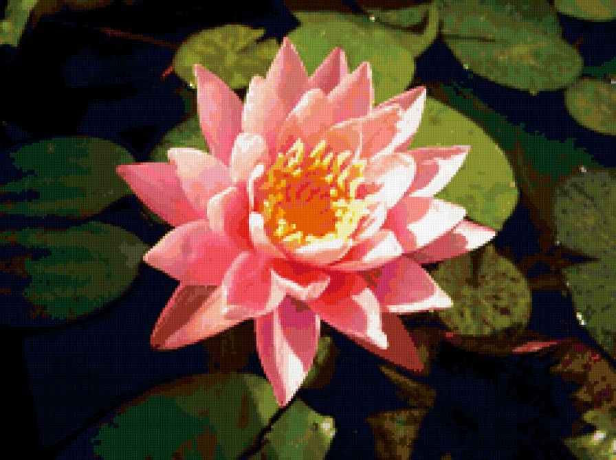 Лотос нежно розовый - кувшинки, вода, водяные лилии, цветы - предпросмотр