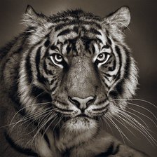 Тигрик