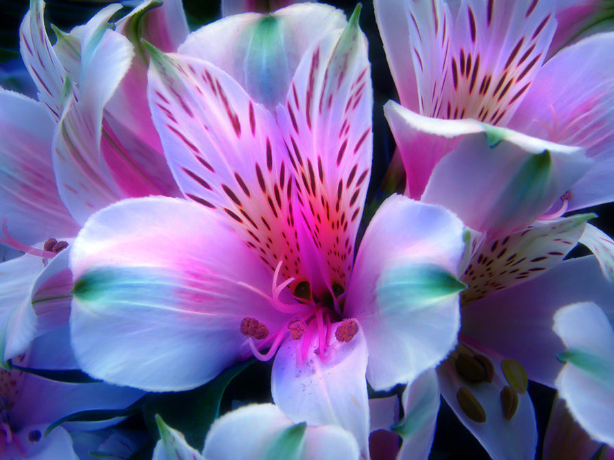 цветы - оригинал