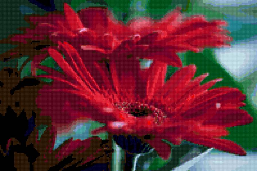 гербера - предпросмотр