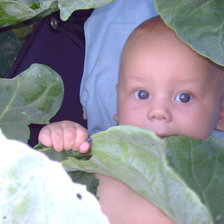 Схема вышивки «в капусте»