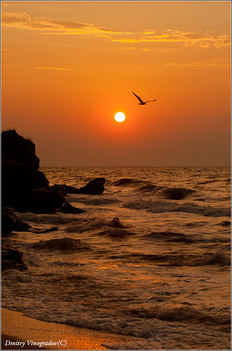 закат на море - утес, скала, море, чайка, закат - оригинал