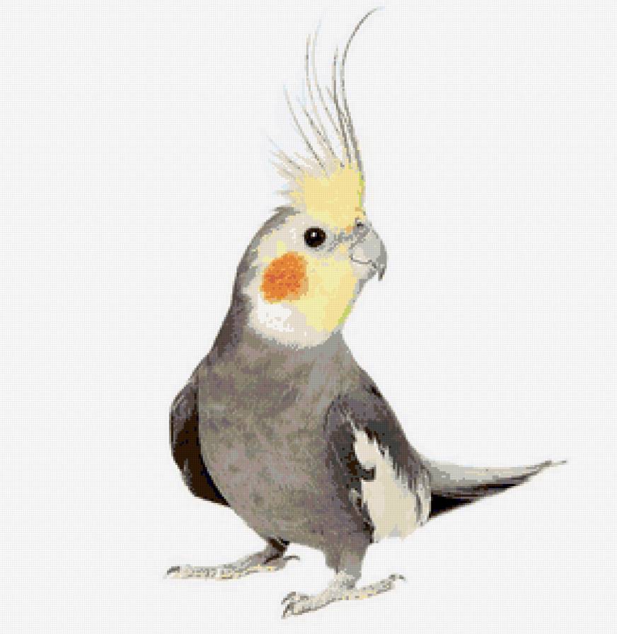 боня - предпросмотр