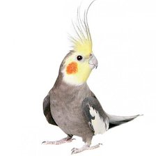 Схема вышивки «боня»