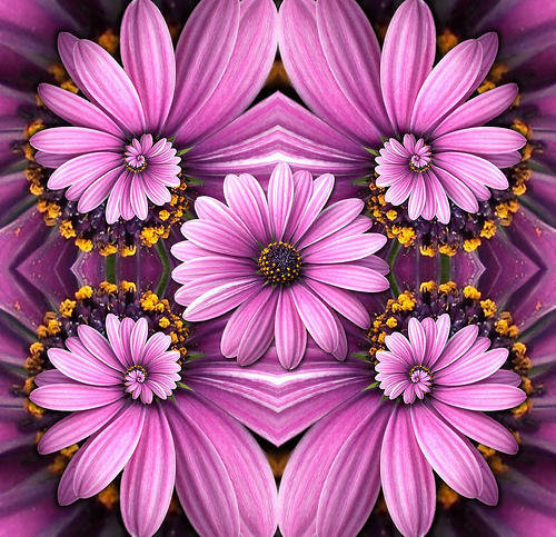 Фиолетовые ромашки - ромашки, подушка, цветы, узор - оригинал