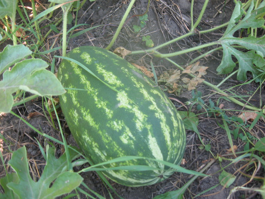 №161800 - оригинал