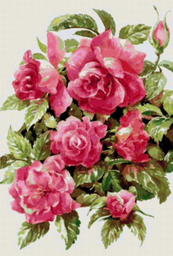 розы - розы - предпросмотр