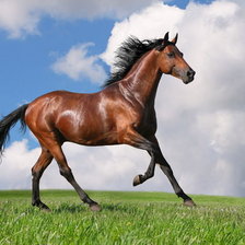 Схема вышивки «лошадь»