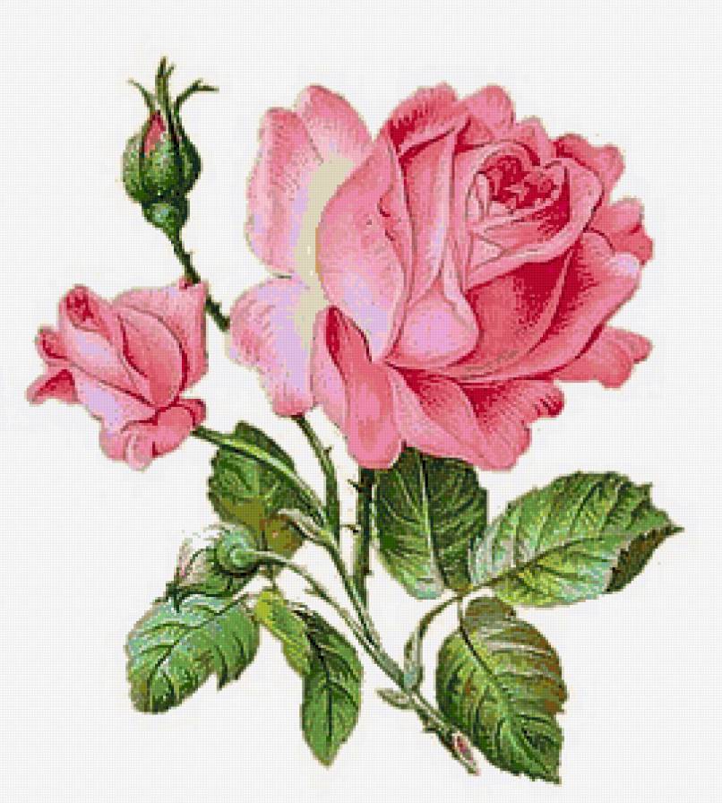 №162441 - букет, розы, ваза, цветы - предпросмотр