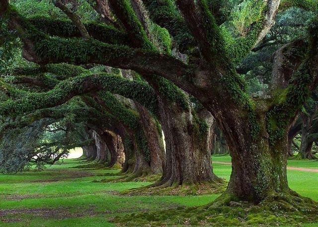 Древняя аллея - лес деревья аллея зеленый древний - оригинал