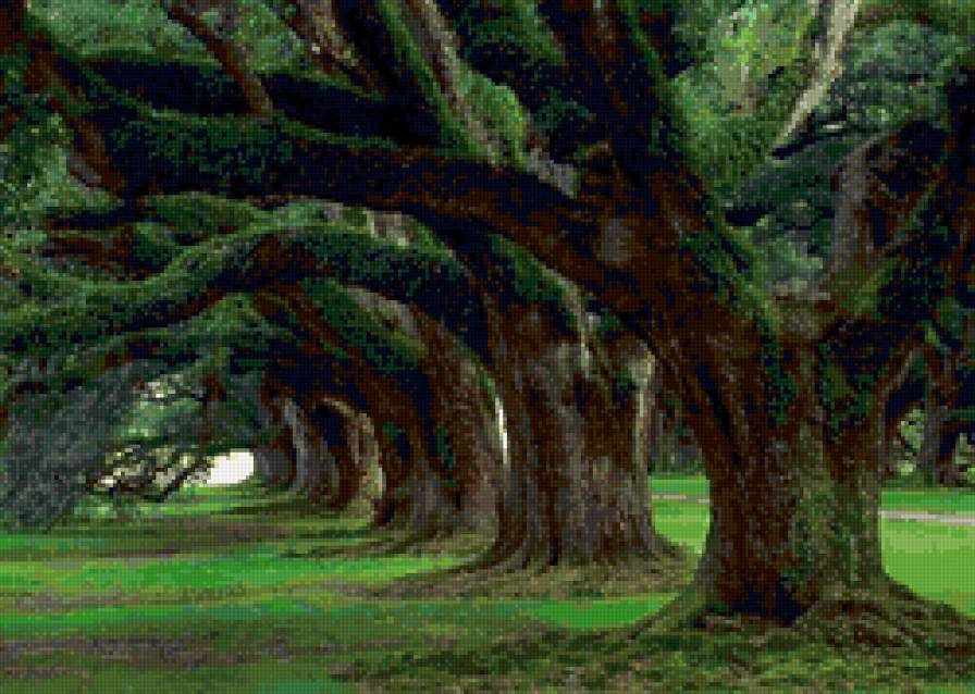Древняя аллея - лес деревья аллея зеленый древний - предпросмотр