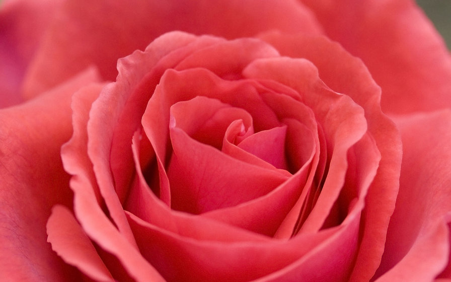 rose - роза, flower, букет, цветы, цветок, розы - оригинал