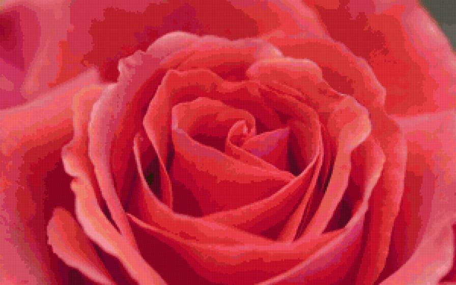 rose - розы, цветы, роза, flower, букет, цветок - предпросмотр