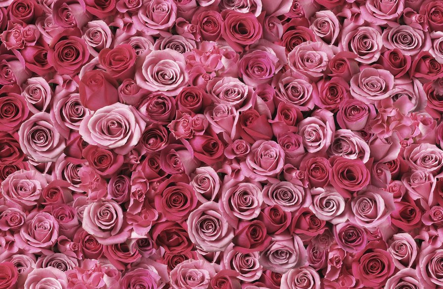 pink - букет, цветы, розы, flower, цветок, роза - оригинал