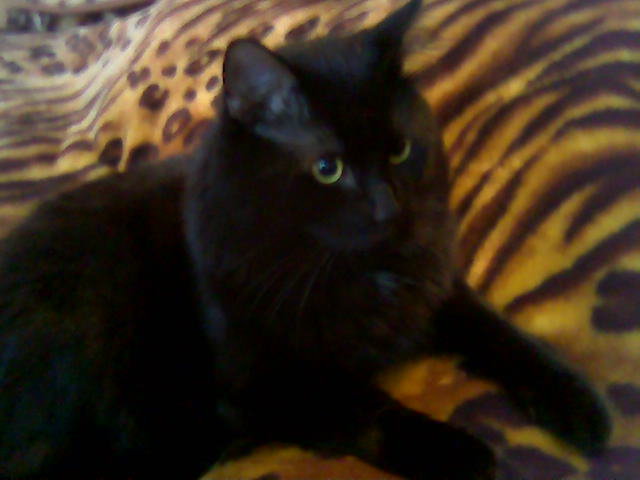 Мася - оригинал