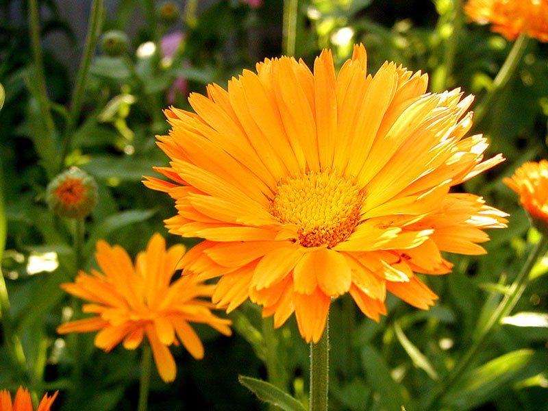 цветы - цветы, оранжевый - оригинал