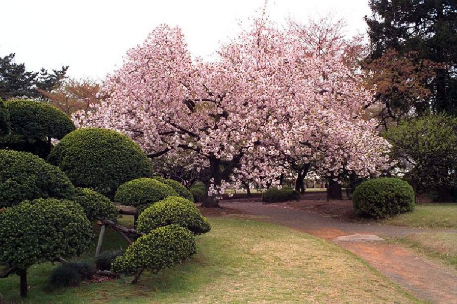 цветущая сакура - сакура, сад, япония - оригинал