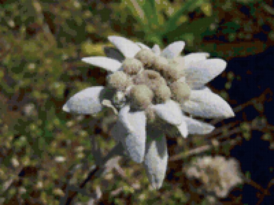 Эдельвейс - цветы - предпросмотр