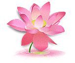 Маленький лотос - розовый, цветок, цветы, лотос - оригинал