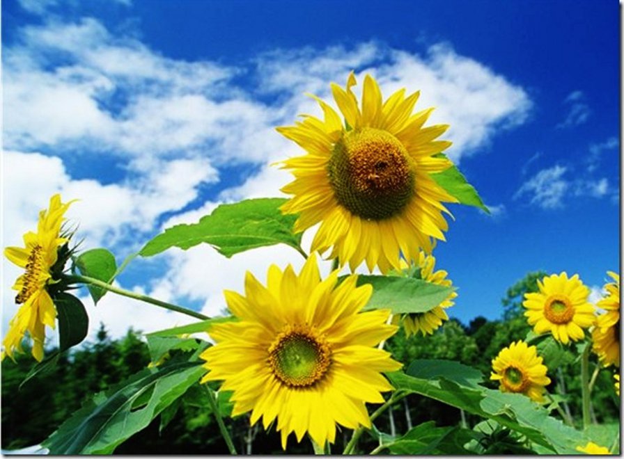 подсолнухи - подсолнухи, цветы - оригинал