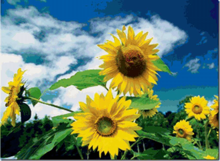подсолнухи - подсолнухи, цветы - предпросмотр