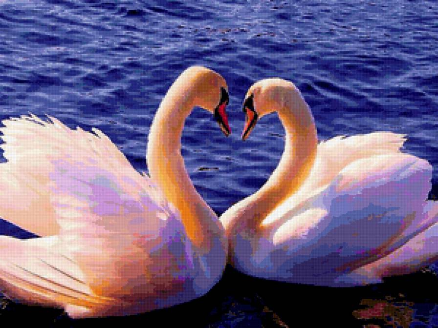 Верность - лебеди - предпросмотр