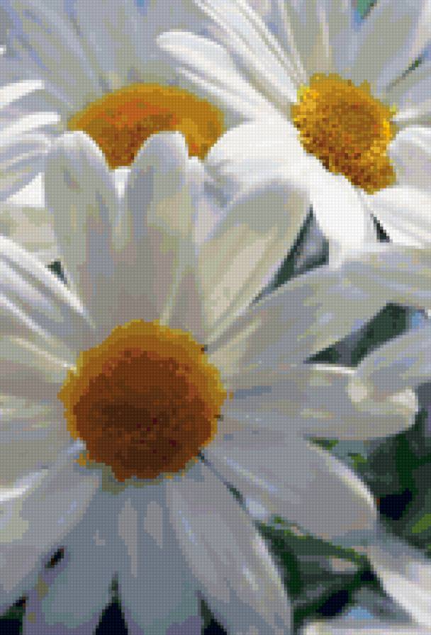 Ромашки - цветы, ромашки - предпросмотр