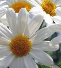 Схема вышивки «Ромашки»