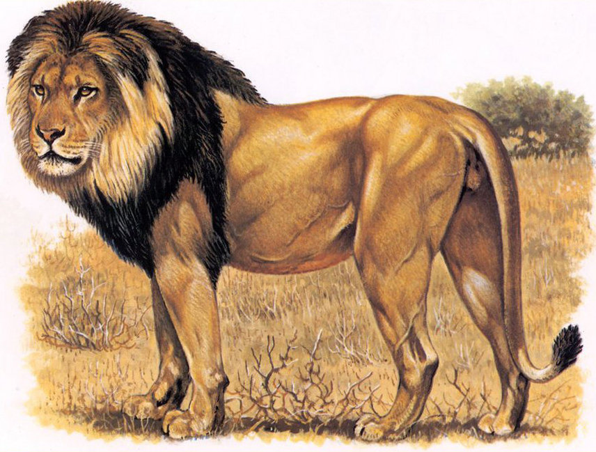 лев - хищники, кошки, животные - оригинал