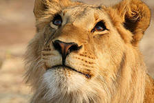Львиные мечты - лев крупным планом - оригинал