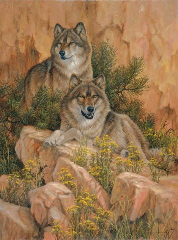 Волки - волки, животные, природа - оригинал