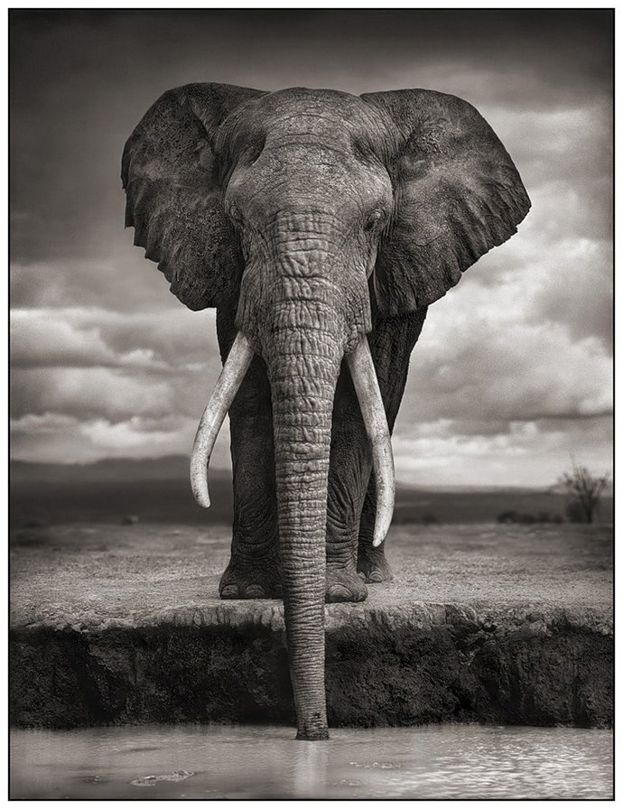 "Африка" - африка, слон, водопой - оригинал
