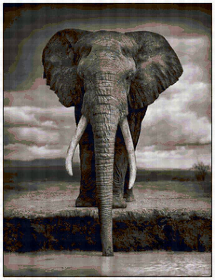 "Африка" - африка, водопой, слон - предпросмотр