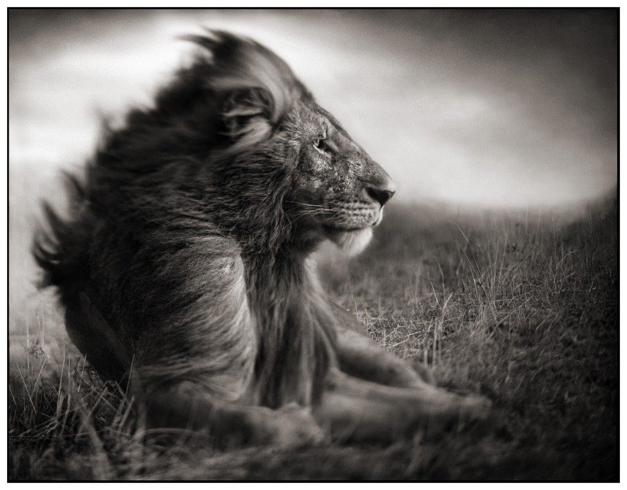 "Африка" - лев, хищник, африка - оригинал
