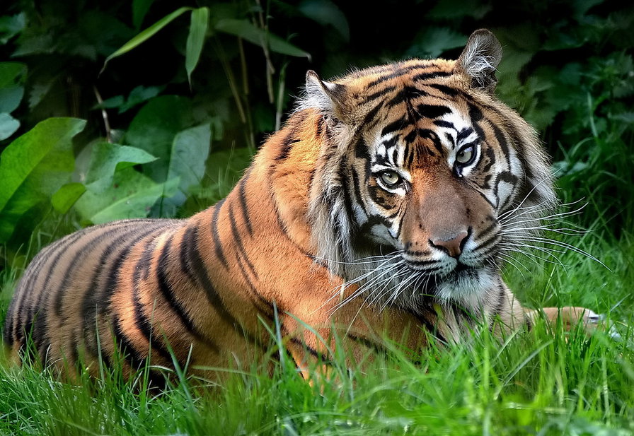 Тигр - хищник, тигр, взгляд - оригинал