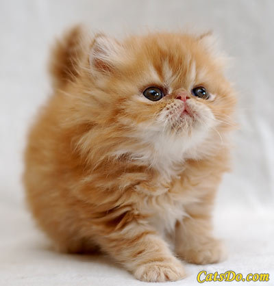 милашка - кошка - оригинал