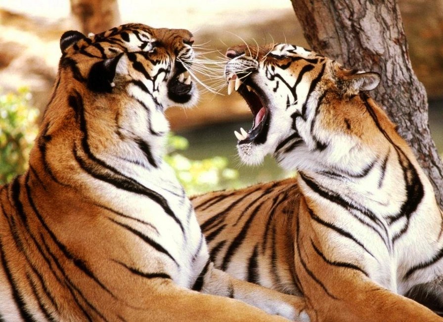 тигры - брачные, семья, кошки, пара, тигр, тигры - оригинал