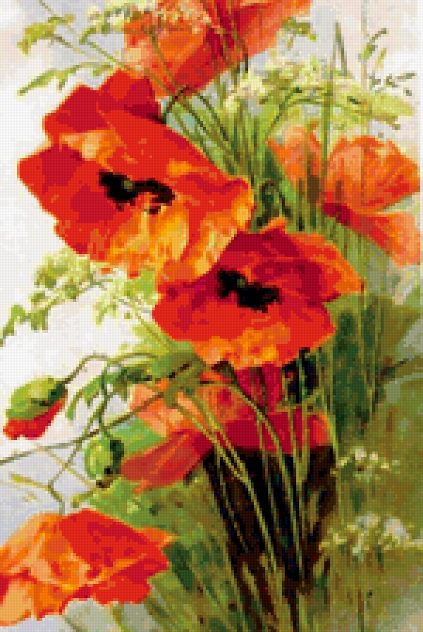 маки - цветы - предпросмотр