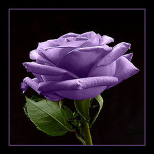 Схема вышивки «роза»