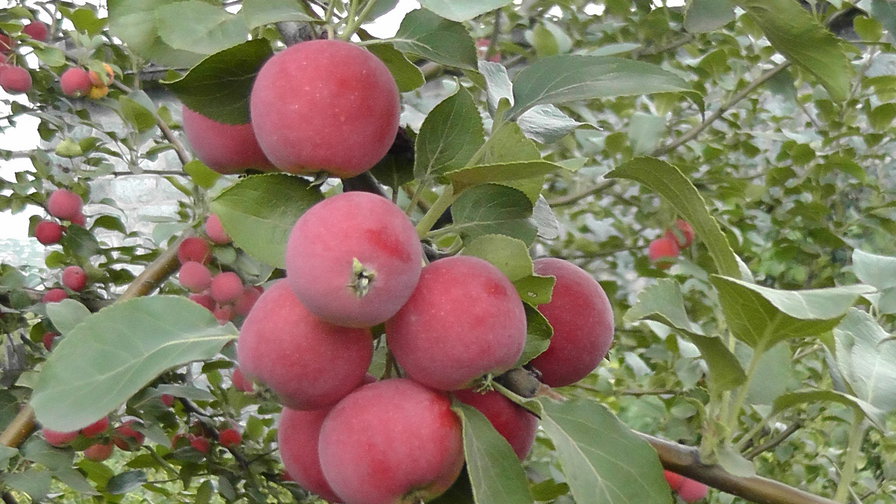 яблочки - оригинал