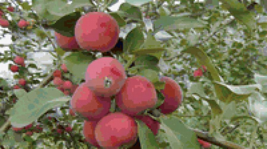 яблочки - предпросмотр