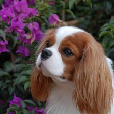 Схема вышивки «Кавалер кинг чарльз спаниель»