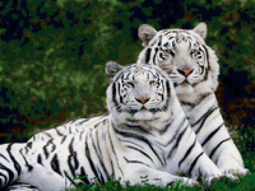 Белые тигры - тигр, белые тигры, животные - предпросмотр