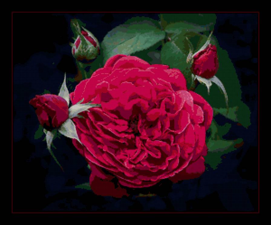 Роза ночью - розы - предпросмотр