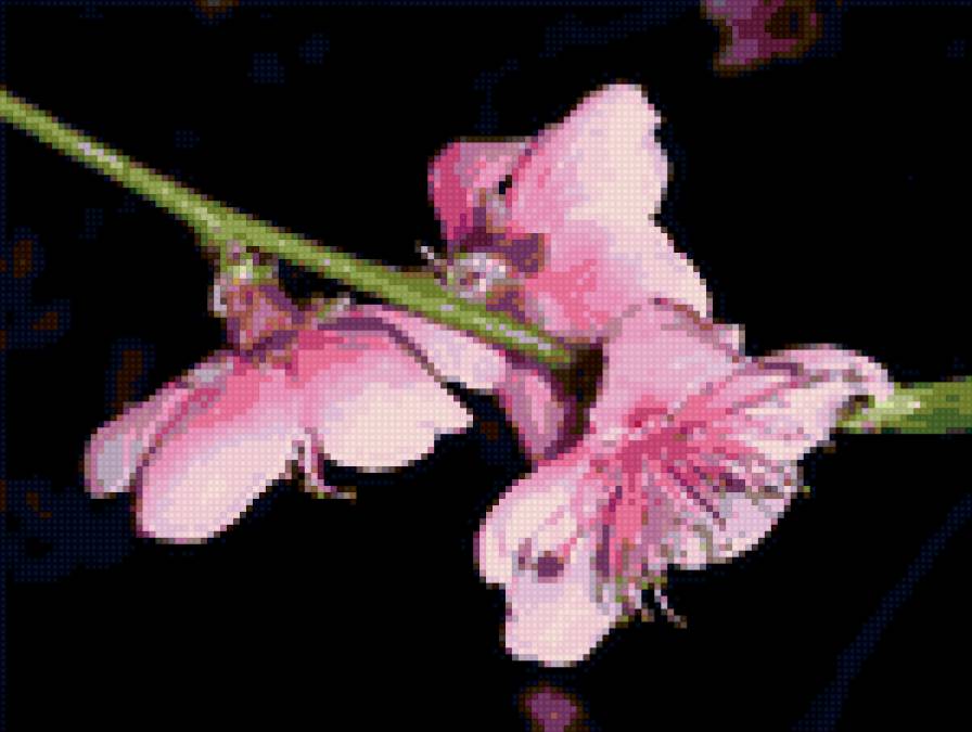 №165427 - предпросмотр