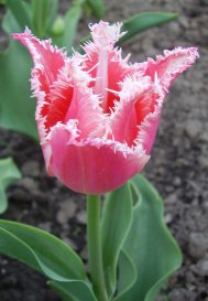 Тюльпан "Bell Song" - цветы - оригинал