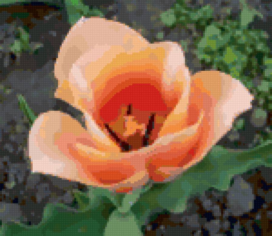 Тюльпан "Apricot Beauty" - цветы - предпросмотр